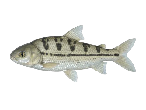 Megaleporinus macrocephalus (Megaleporinus macrocephalus)