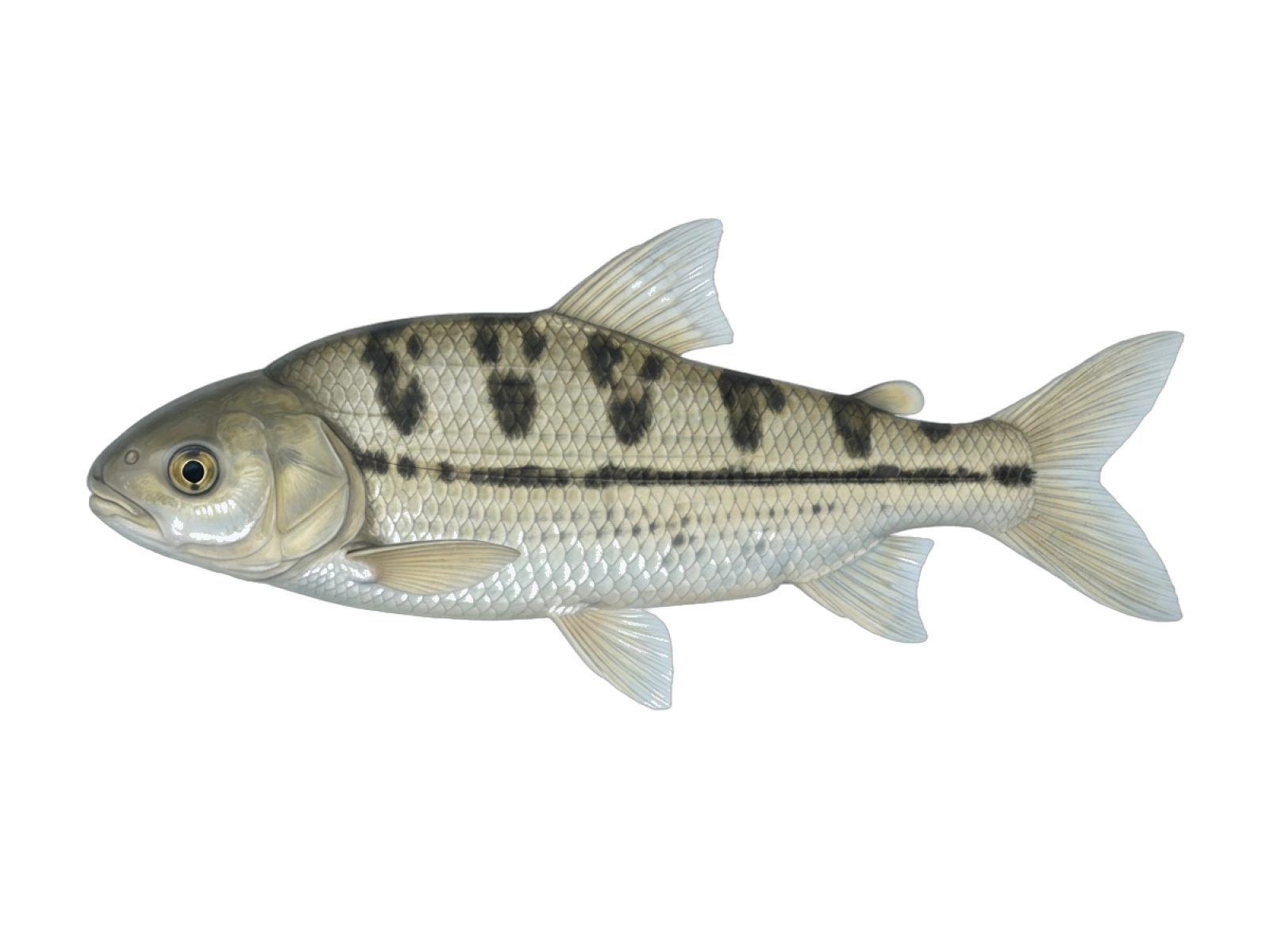 Megaleporinus macrocephalus
