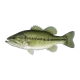 Largemouth black bass