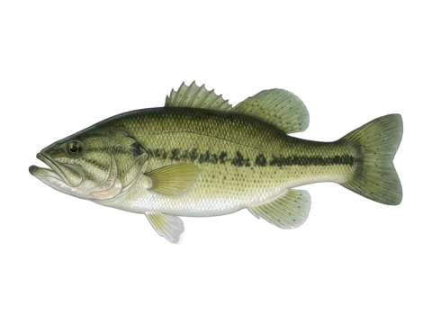 Largemouth black bass (Micropterus salmoides)