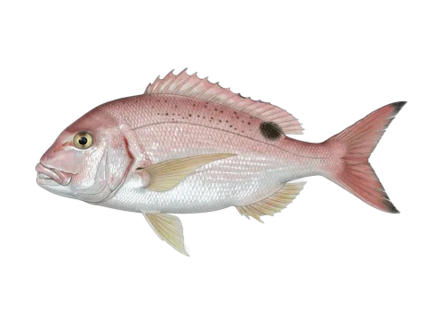 Morocco dentex (Dentex maroccanus)
