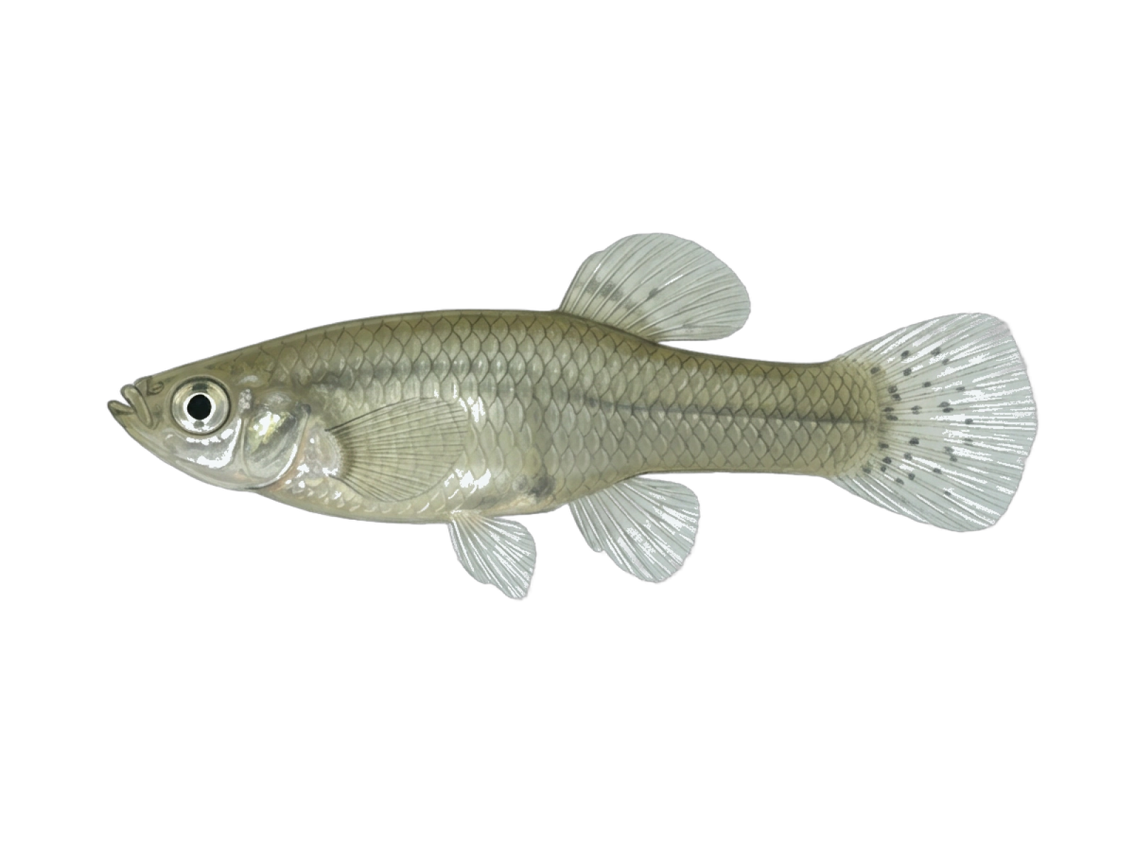Mosquitofish