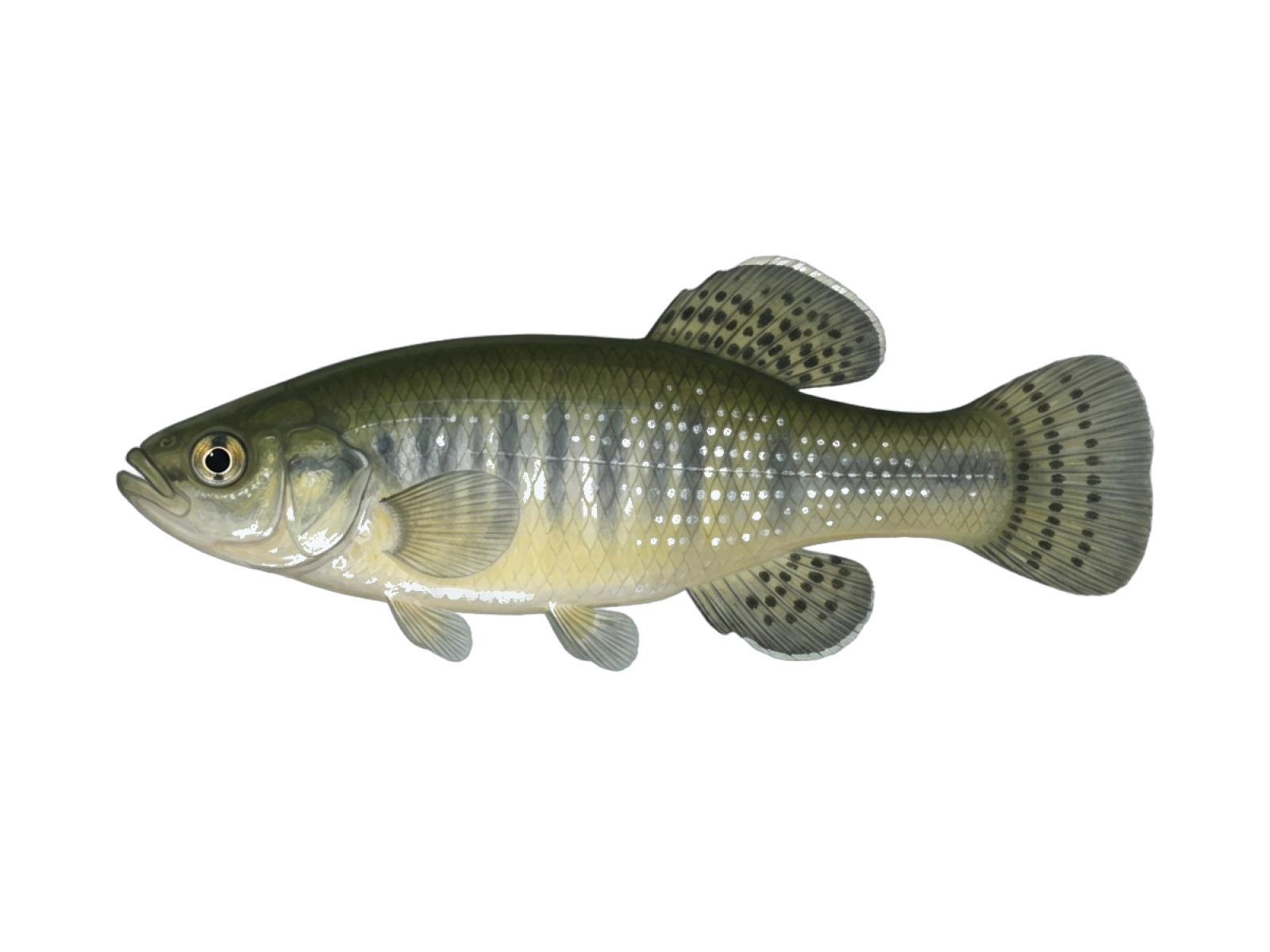 Mummichog