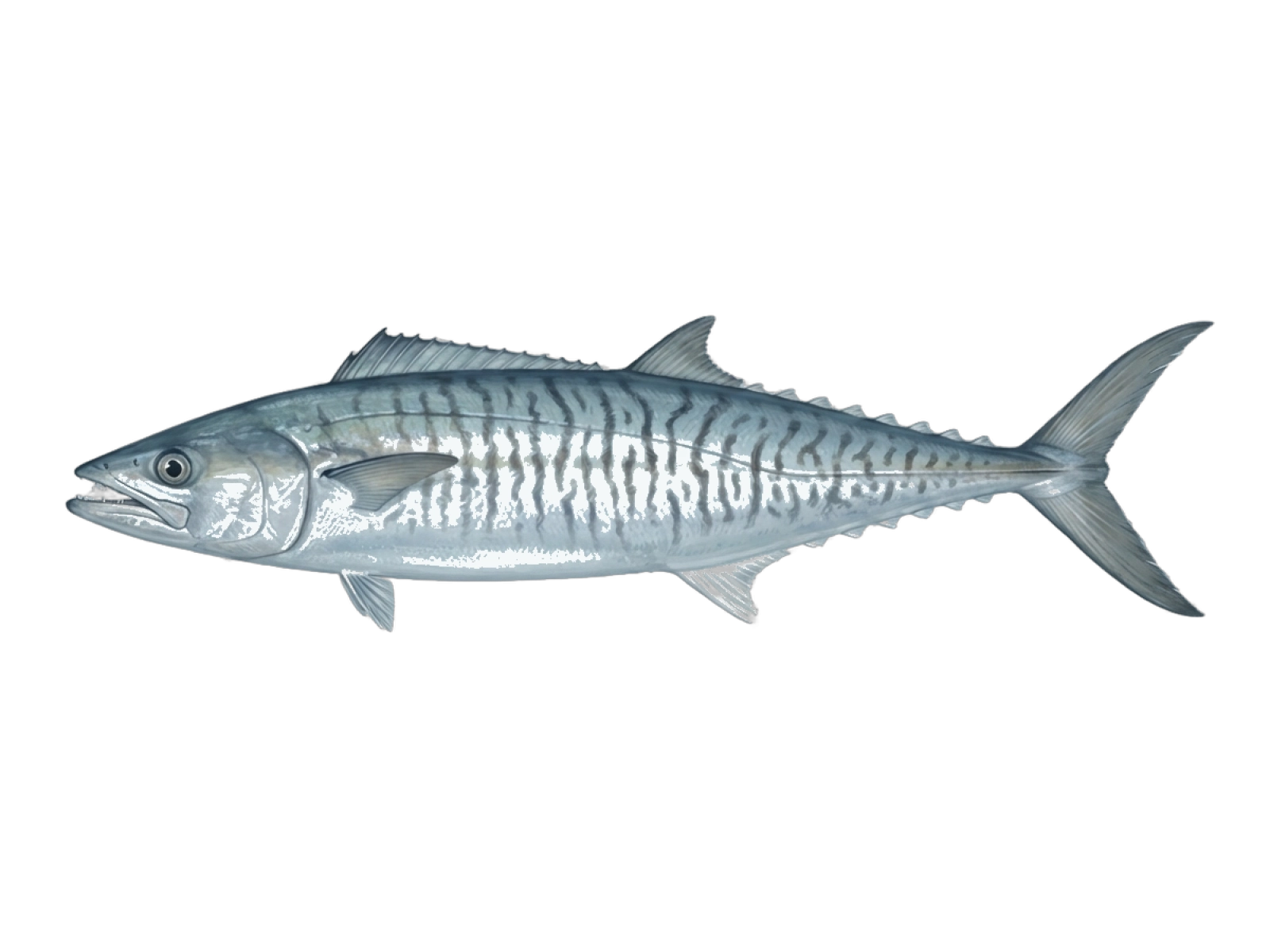 Narrow-barred Spanish mackerel