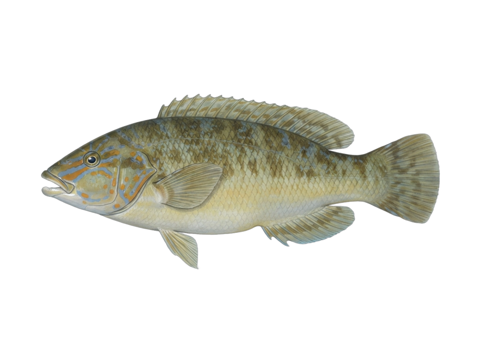 New Zealand blue cod