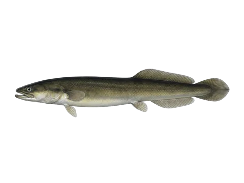 New Zealand longfin eel (Anguilla dieffenbachii)