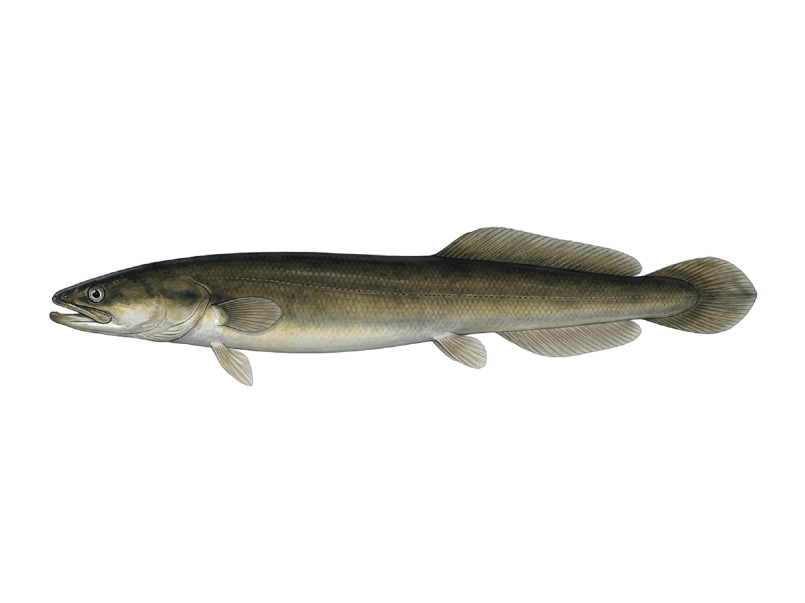 New Zealand longfin eel