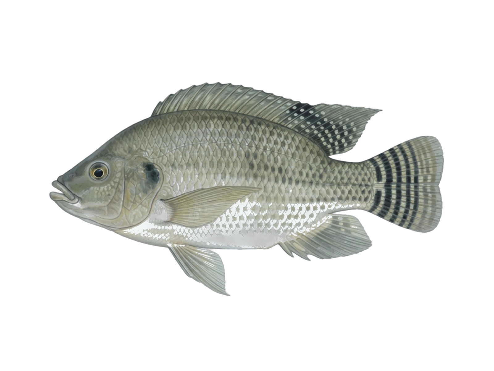 Nile tilapia