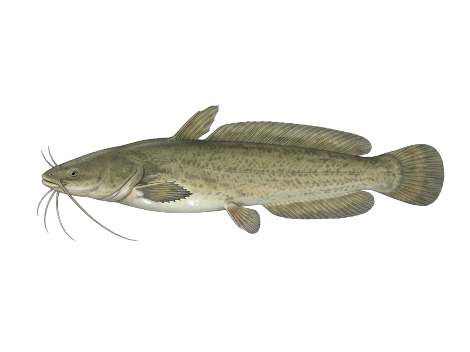 North African catfish