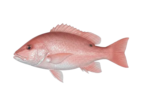 Northern red snapper (Lutjanus campechanus)