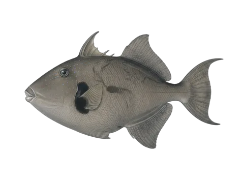 Ocean triggerfish (Canthidermis sufflamen)