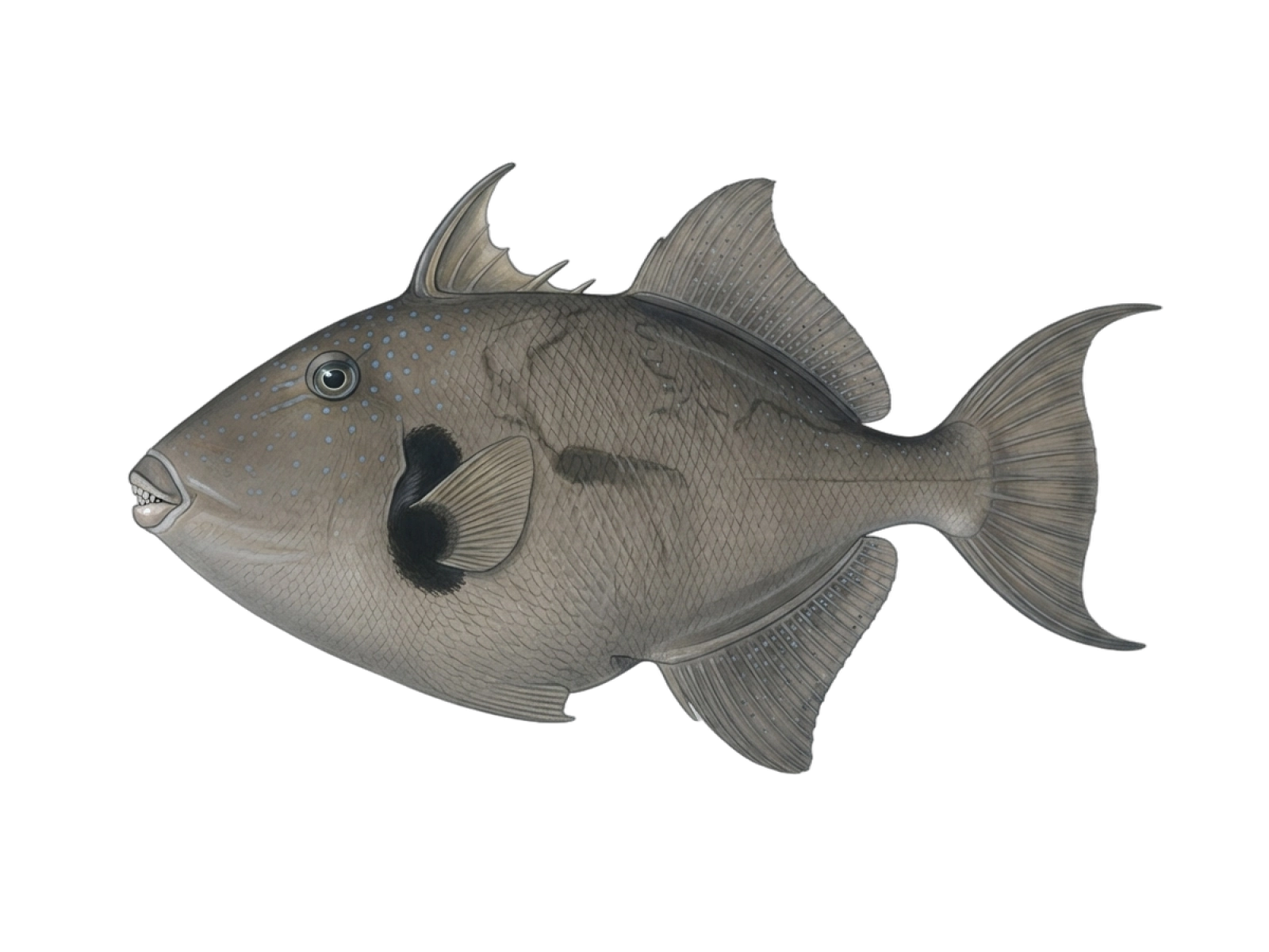 Ocean triggerfish