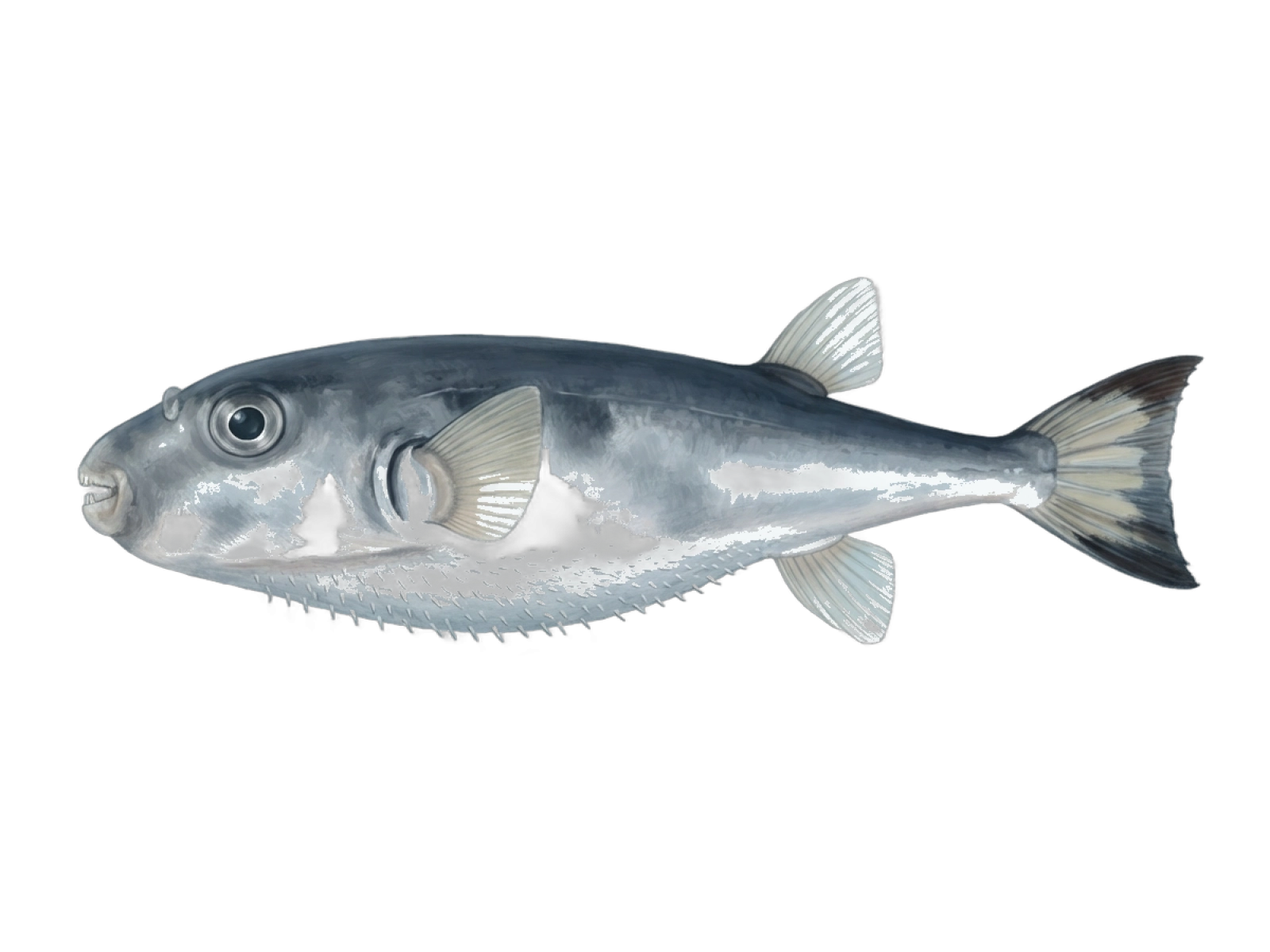 Oceanic puffer