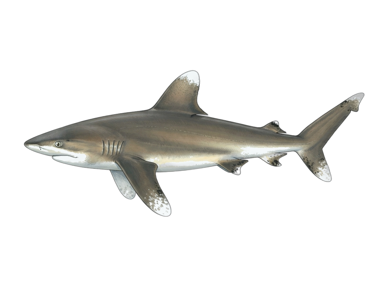 Oceanic whitetip shark