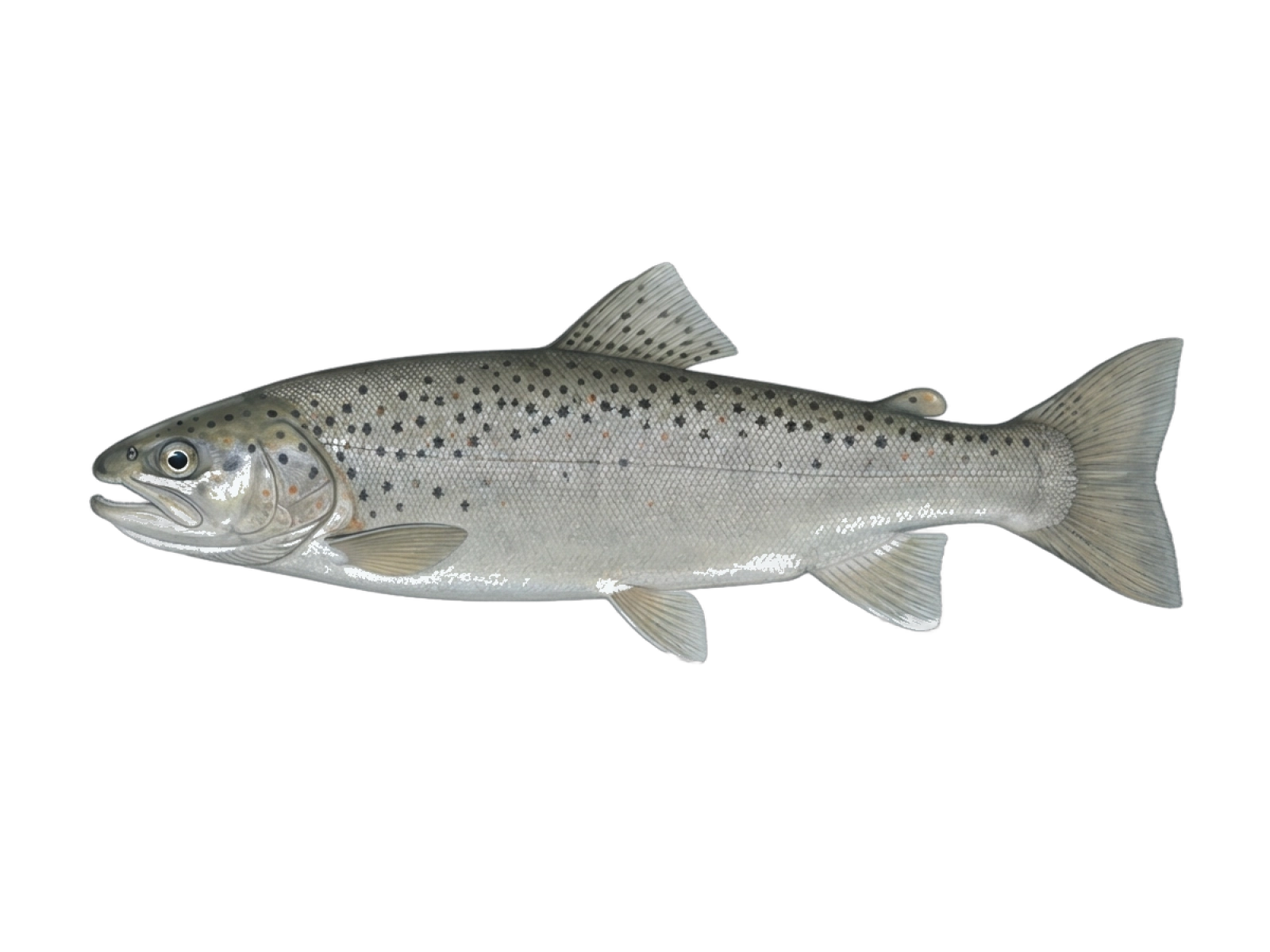 Ohrid trout