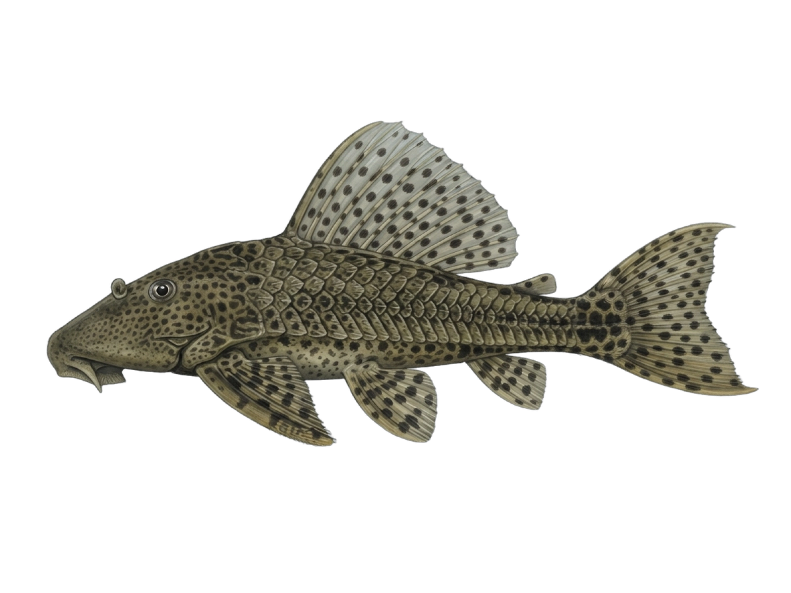 Orinoco sailfin catfish