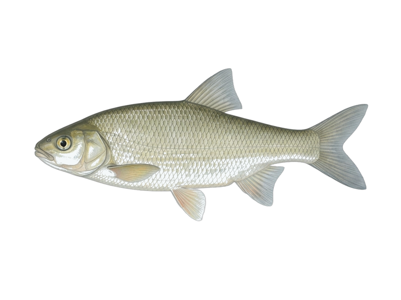 Orpheus dace