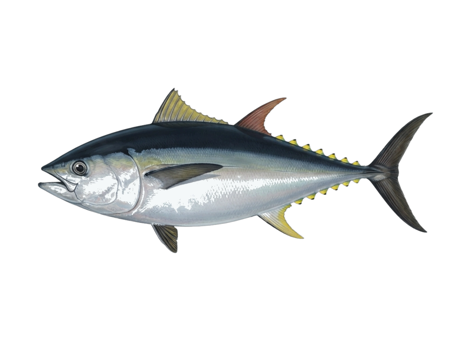 Pacific bluefin tuna
