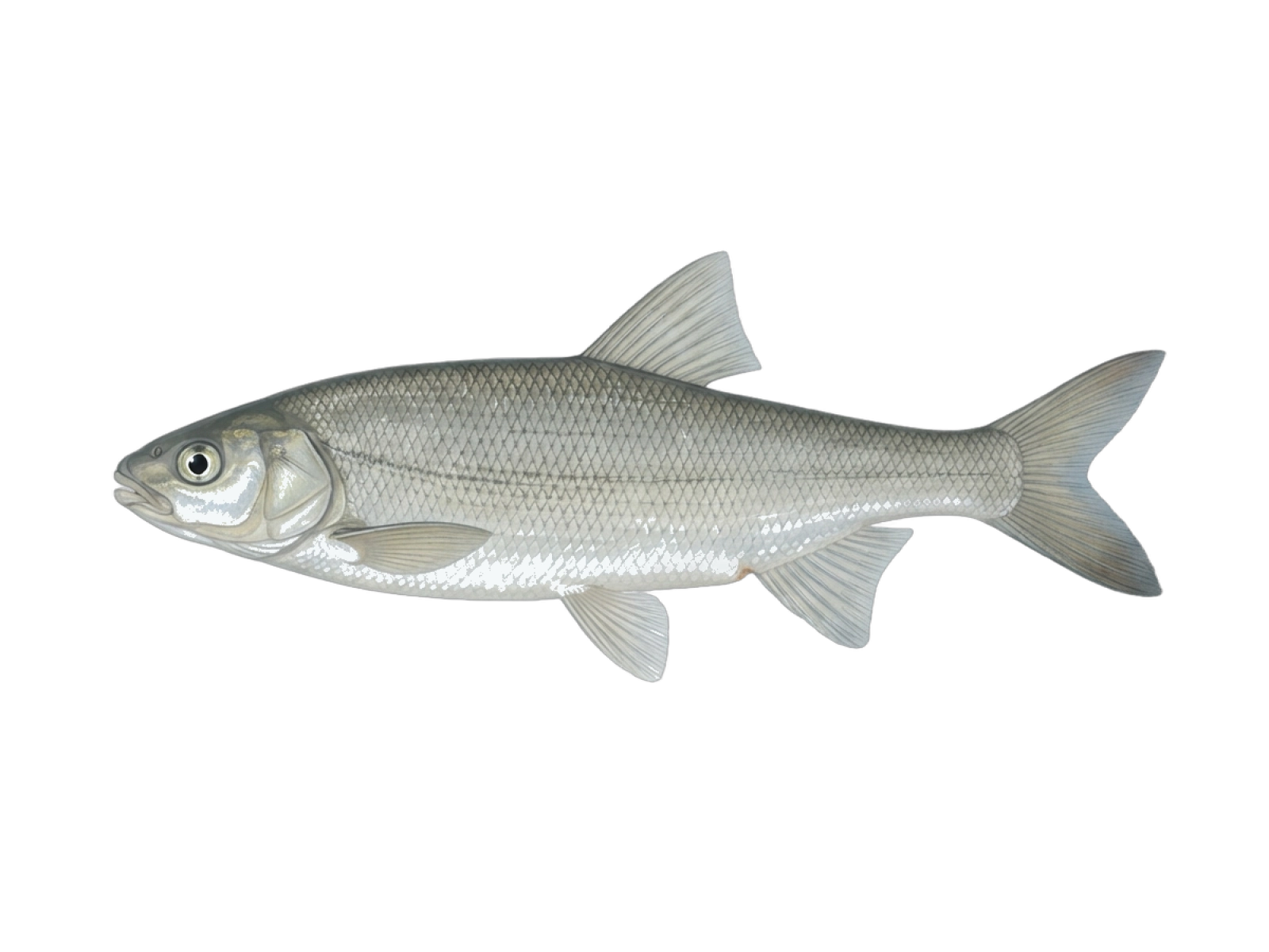 Parachondrostoma arrigonis