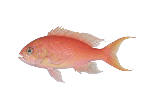 Parrot sea perch (Callanthias ruber)