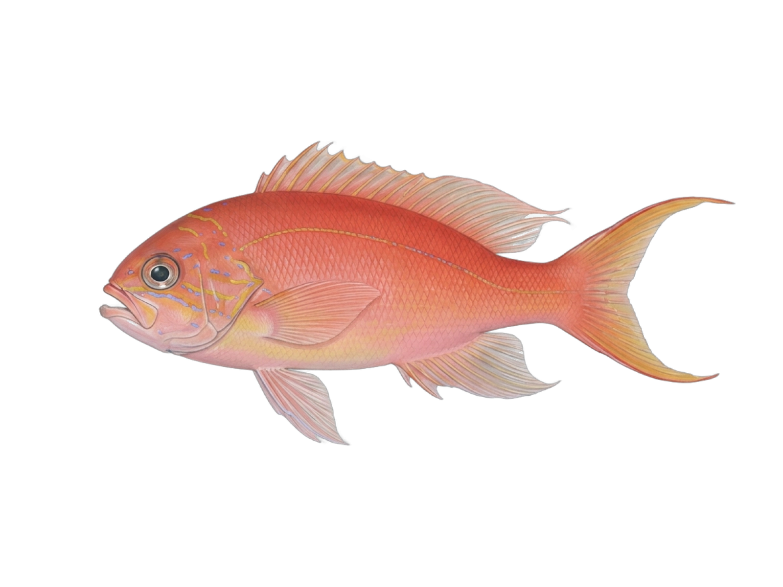 Parrot sea perch