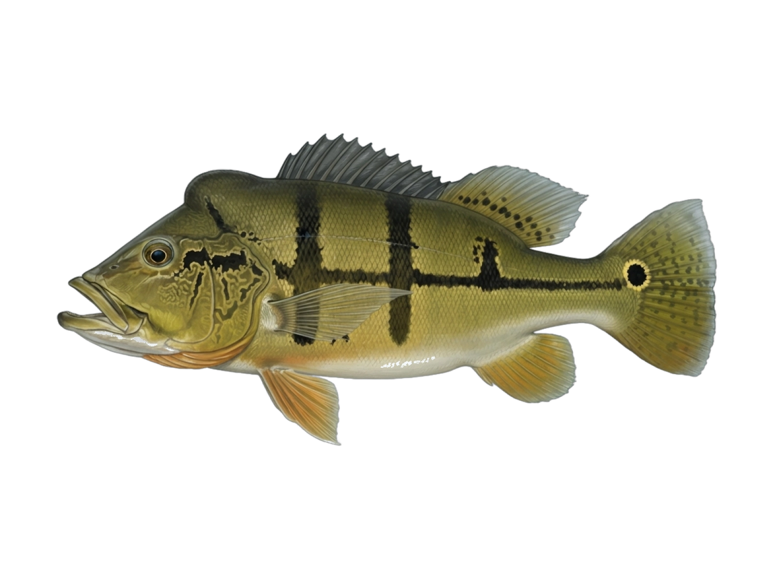 Peacock cichlid