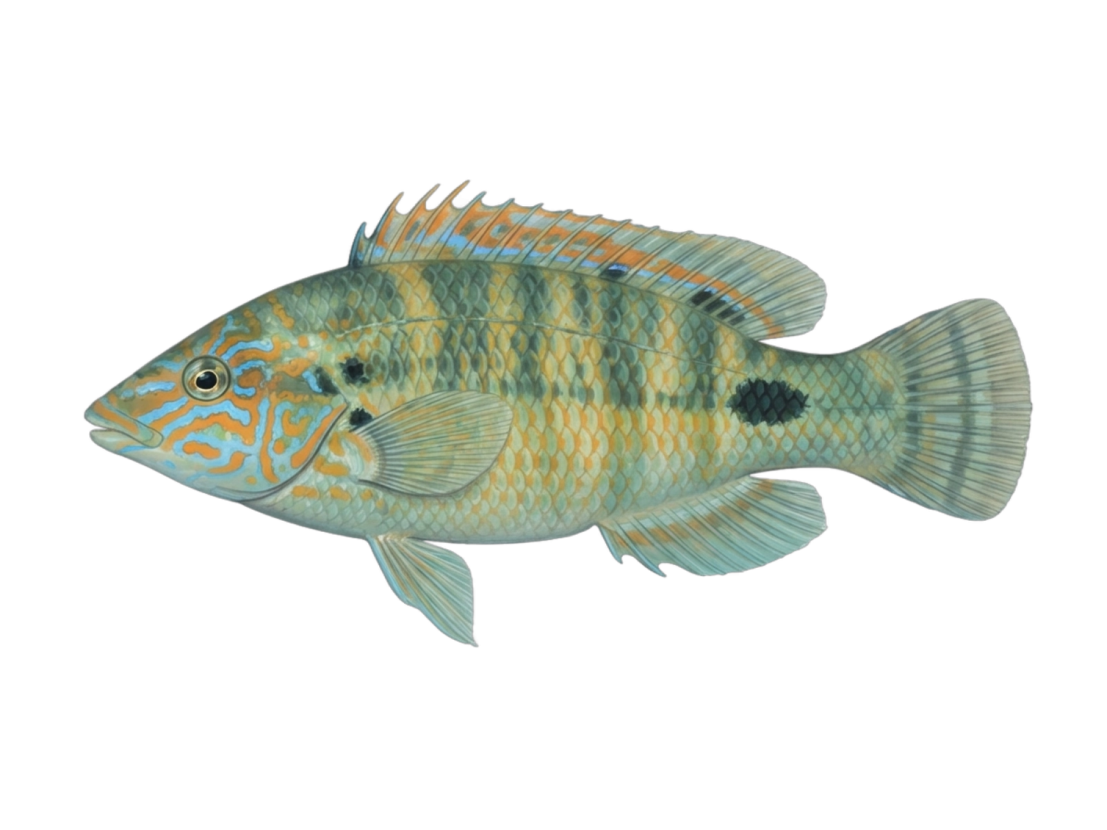 Peacock wrasse