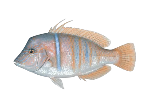 Pearly razorfish (Xyrichtys novacula)