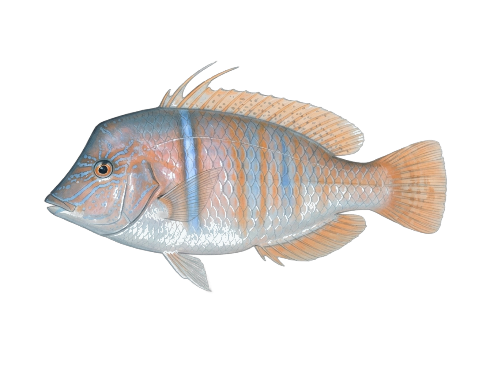 Pearly razorfish
