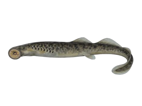 Sea lamprey (Petromyzon marinus)