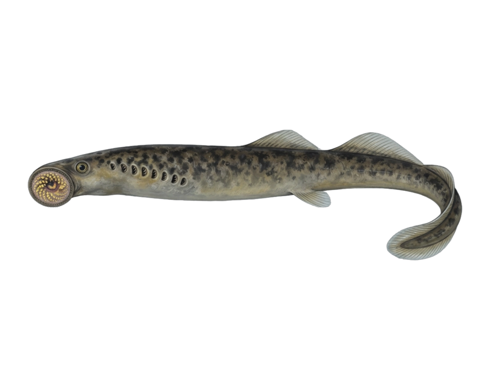Sea lamprey