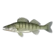 Pike-perch