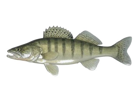 Pike-perch (Sander lucioperca)