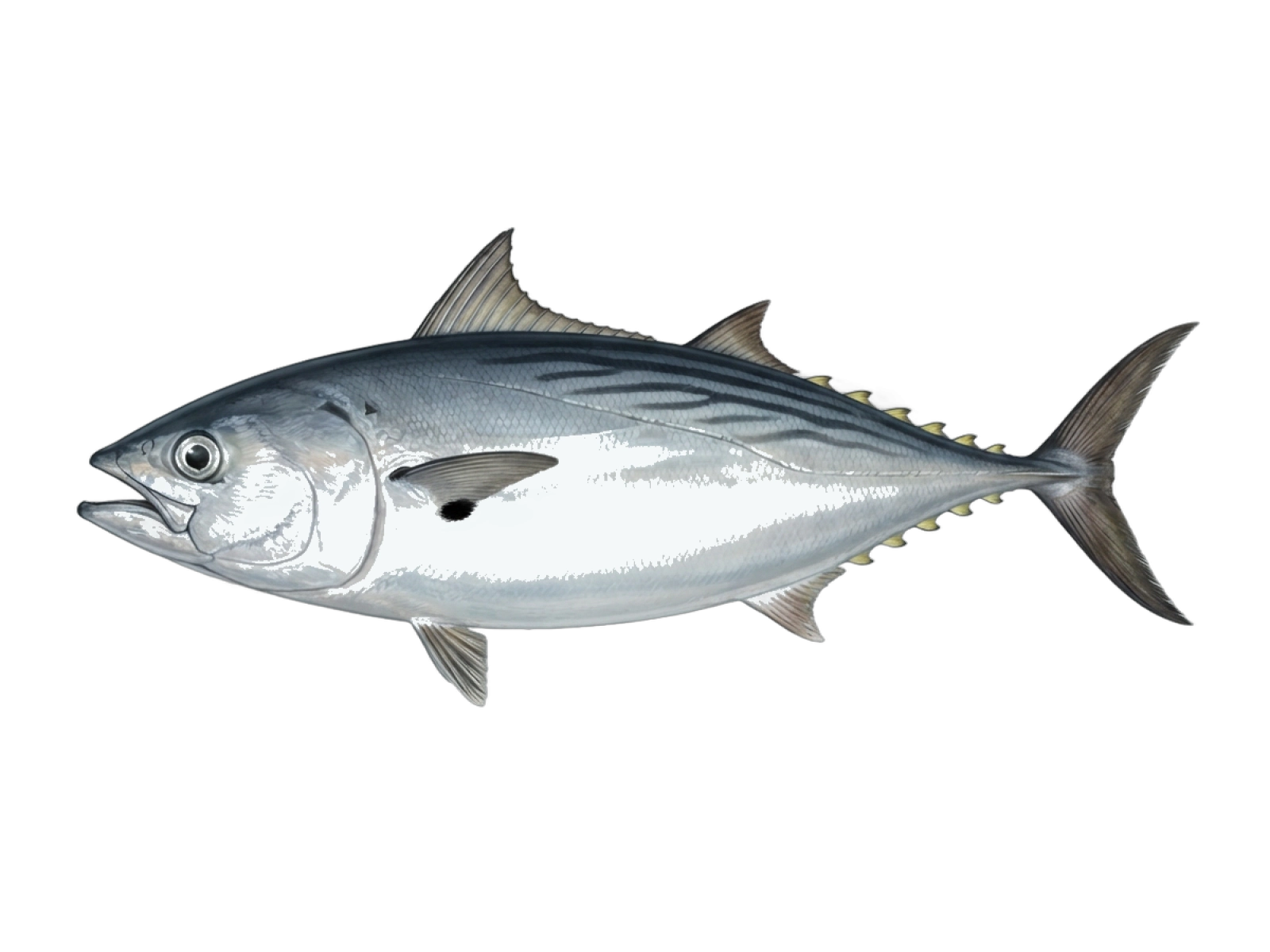 Plain bonito