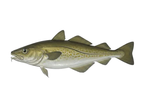 Pollack (Pollachius pollachius)