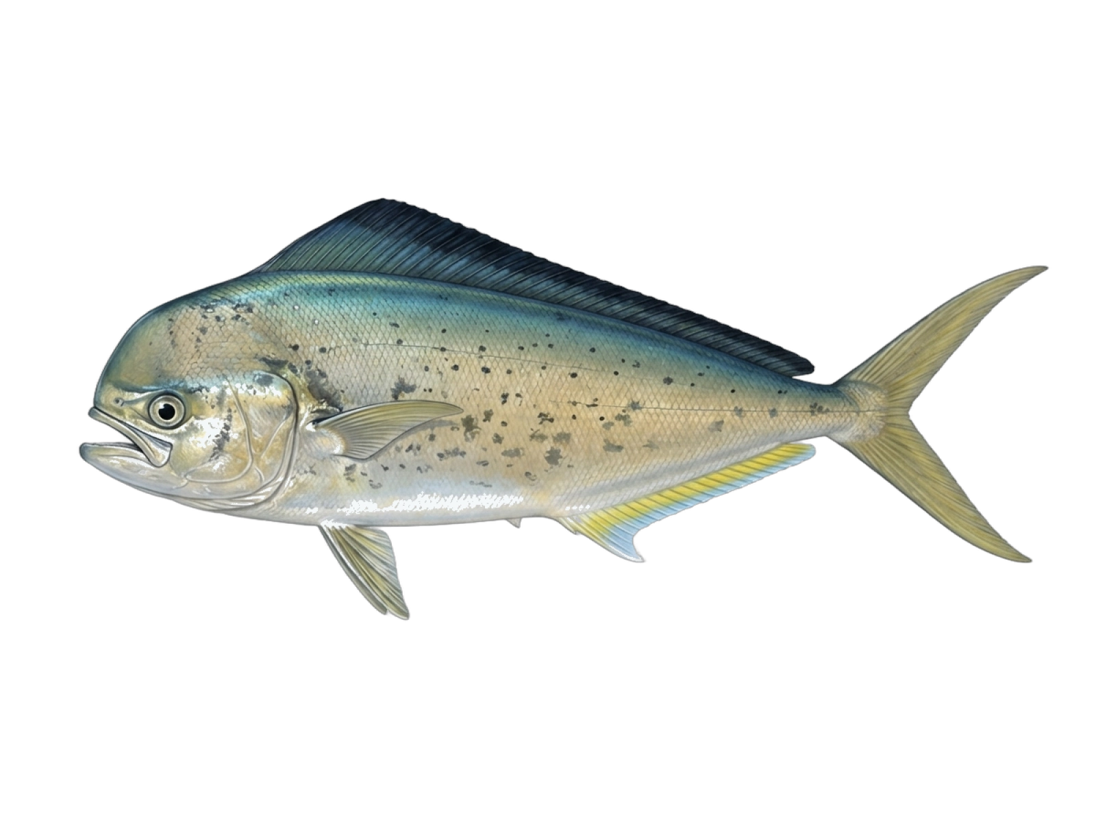 Pompano dolphinfish