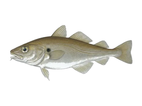 Poor cod (Trisopterus minutus)