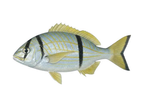 Porkfish (Anisotremus virginicus)