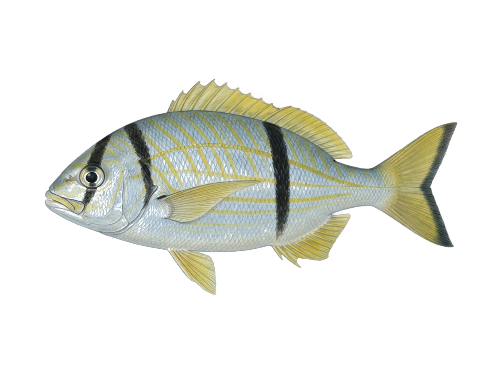 Porkfish