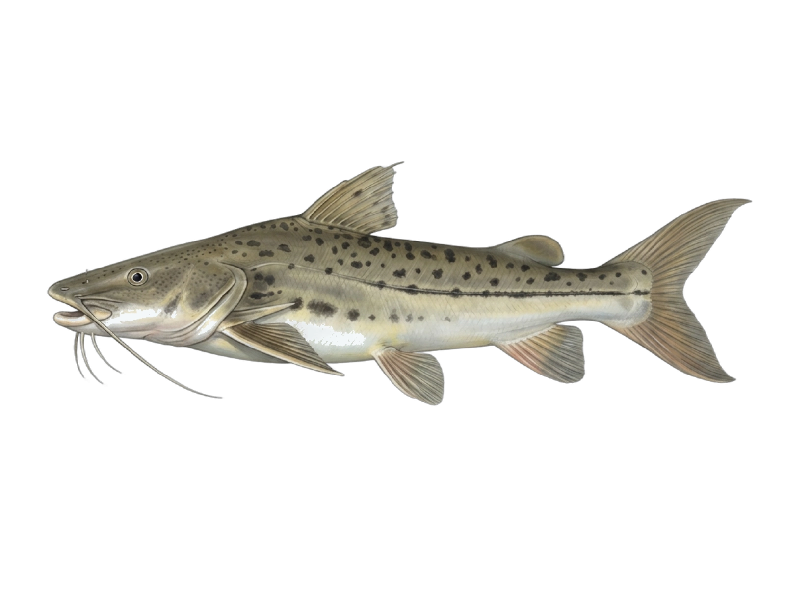 Porthole shovelnose catfish