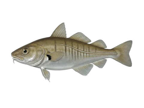 Pouting (Trisopterus luscus)