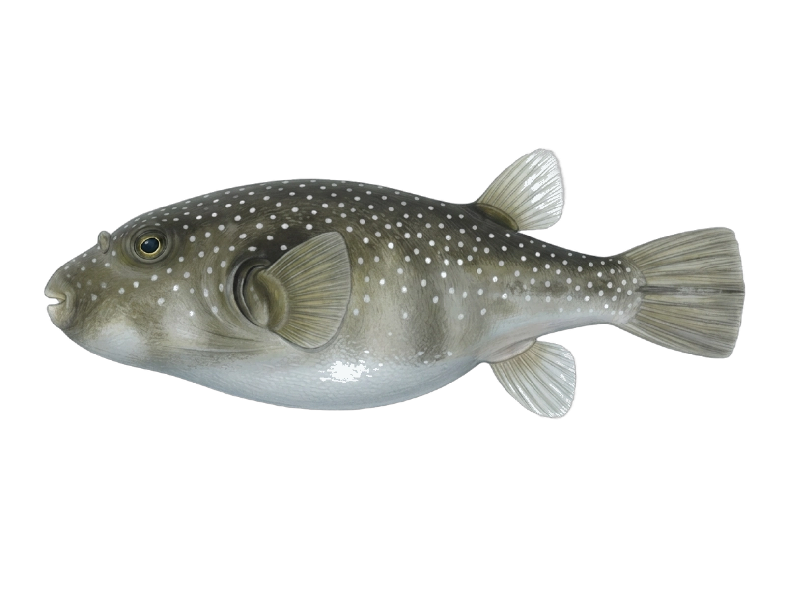 Prickly puffer