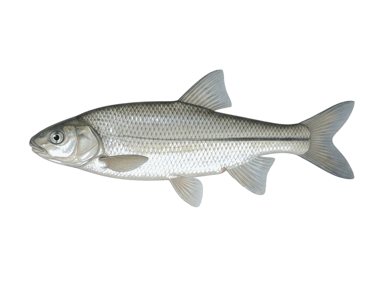 Pseudochondrostoma duriense