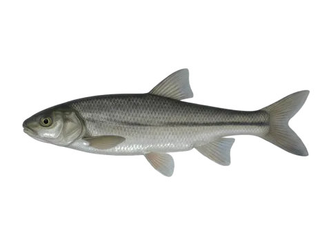 Nase (Pseudochondrostoma willkommii)