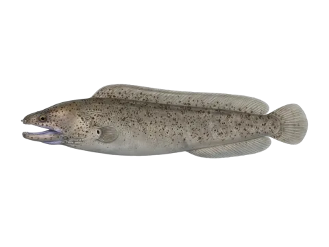 Purplemouth moray (Gymnothorax vicinus)