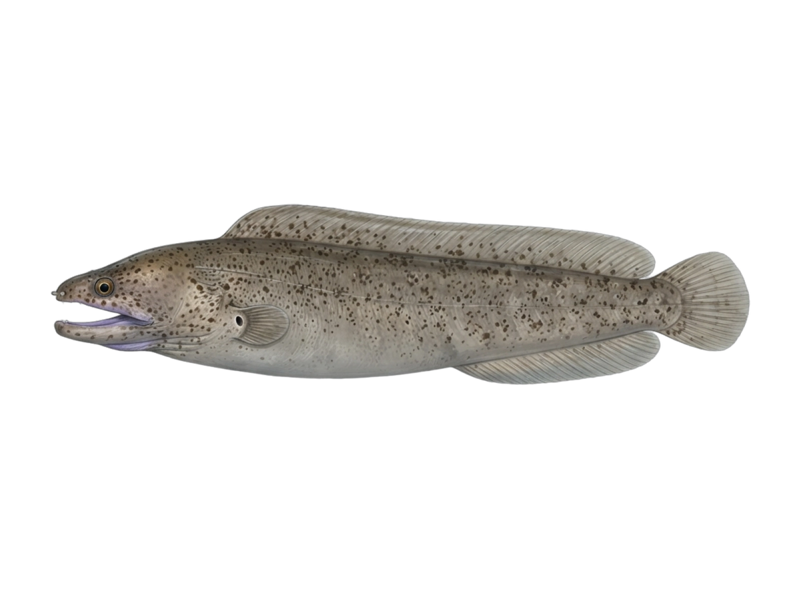 Purplemouth moray