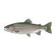 Rainbow trout