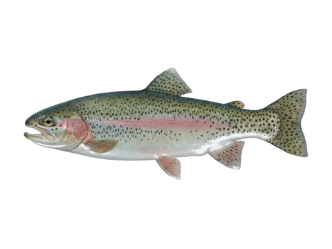 Rainbow trout (Oncorhynchus mykiss)