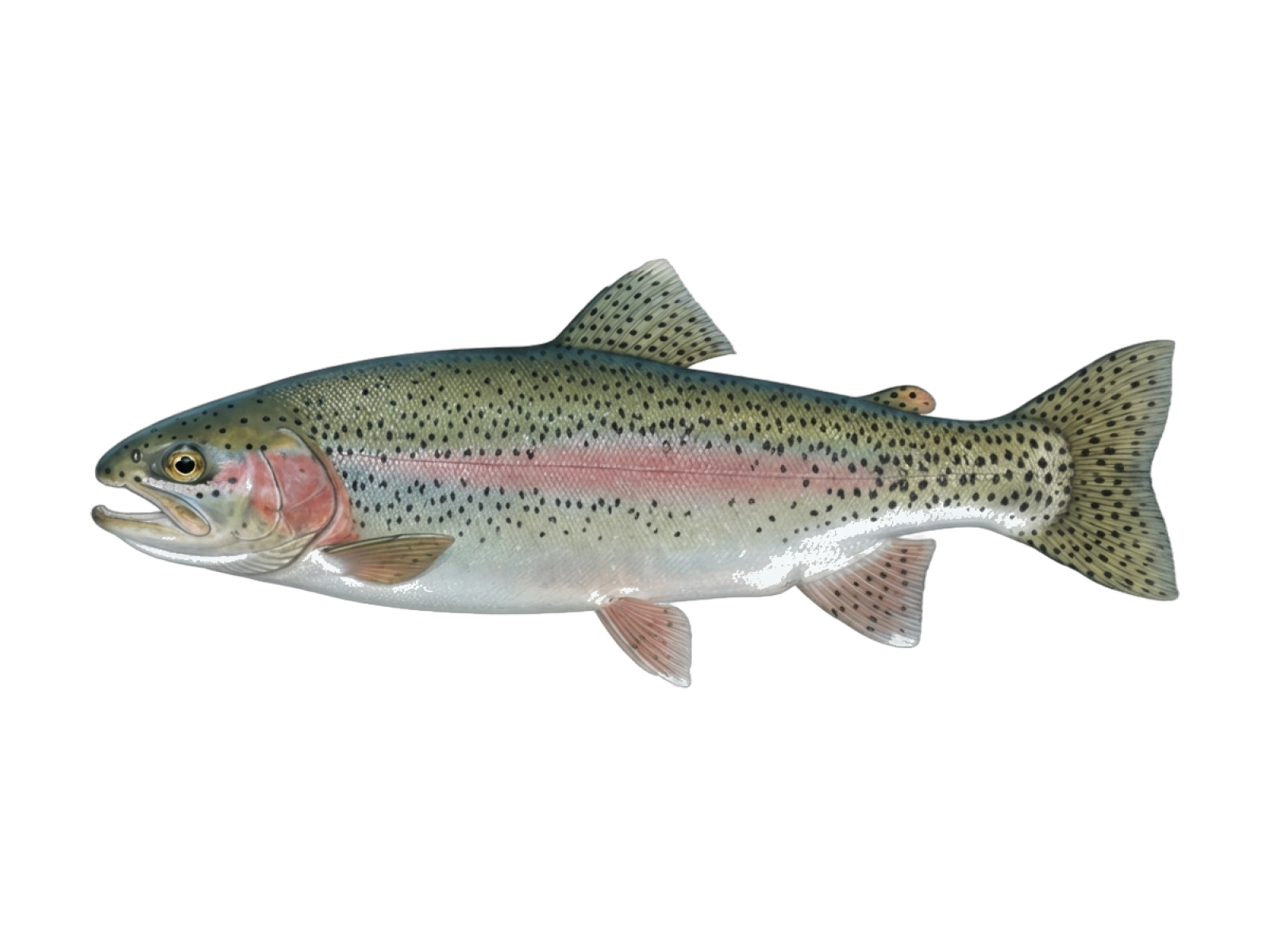Rainbow trout