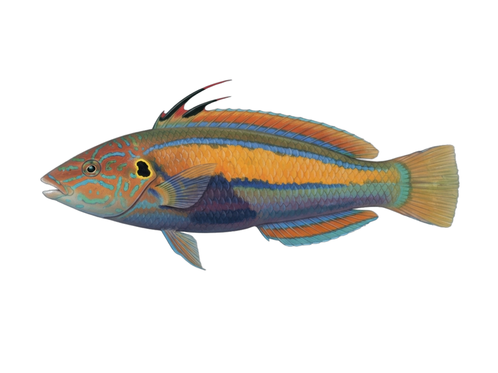 Rainbow wrasse